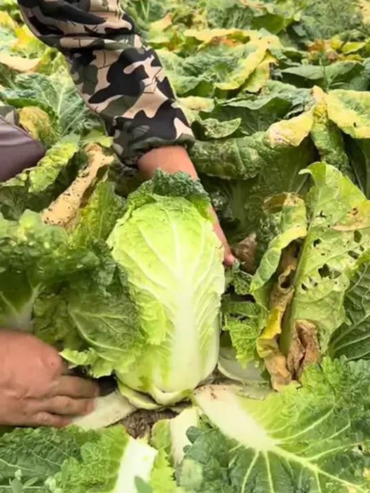 黄心娃娃菜咋吃都美味!凉拌热炒涮火锅超棒