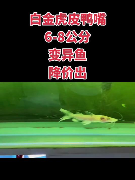 变异白金虎皮鸭嘴鱼,6-8公分