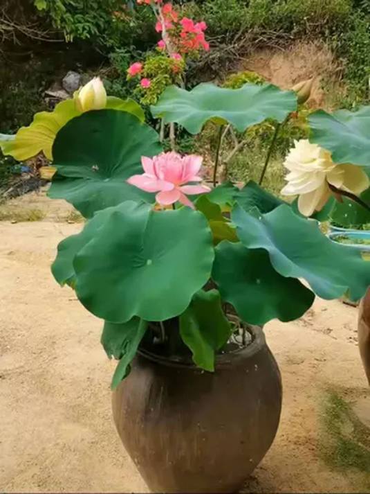 在家种观赏荷花藕苗 水缸鱼池都行 年年赏花美翻啦