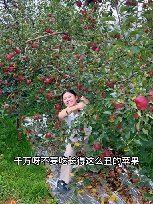 云南昭通红富士冰糖心丑苹果现摘现发
