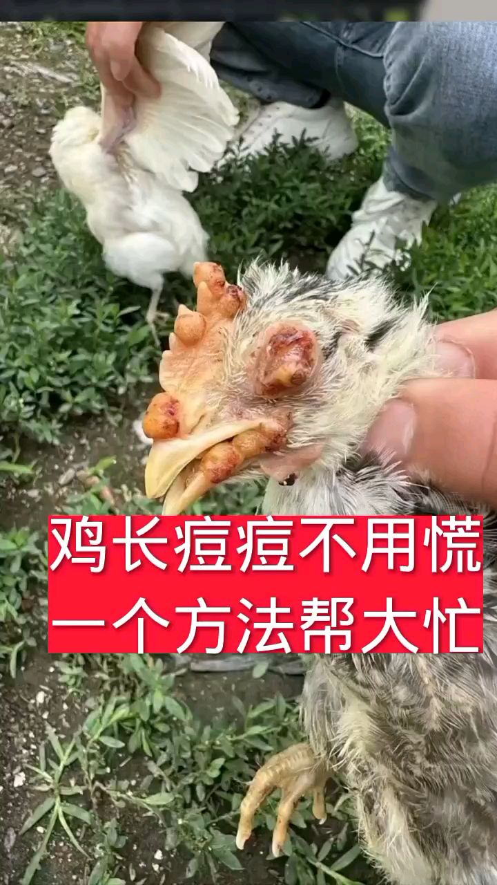 鸡长痘痘不要慌,一个方法帮大忙