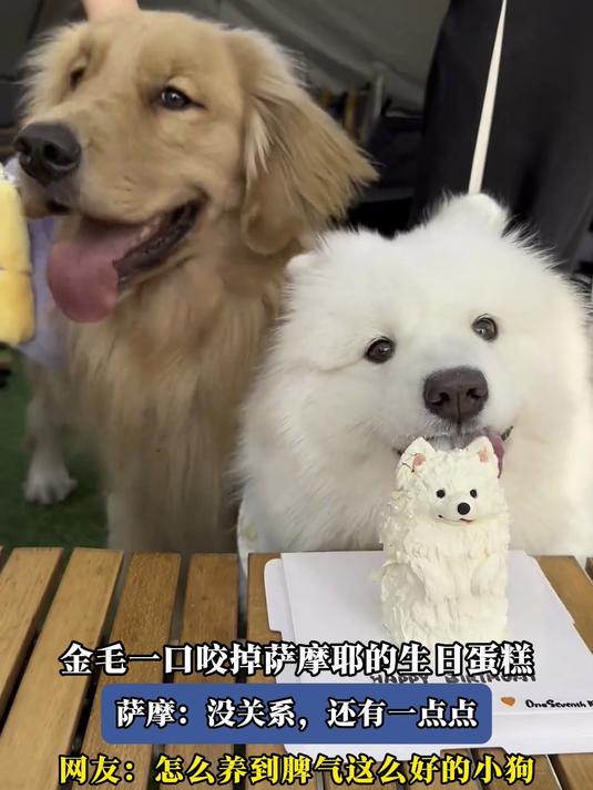 金毛一口咬掉萨摩耶的生日蛋糕，萨摩：没关系，还有一点点