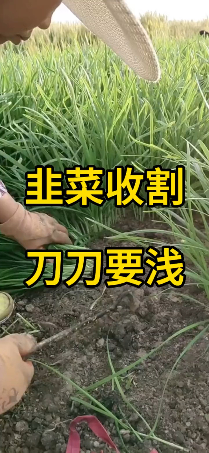 韭菜收割,刀刀要浅!