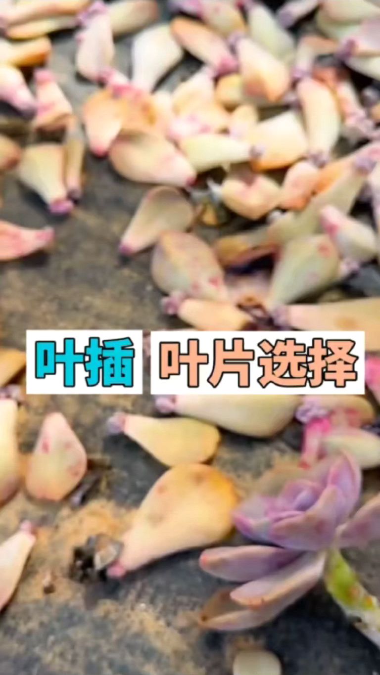 多肉植物叶插该如何选择,什么时候可以开始叶插?