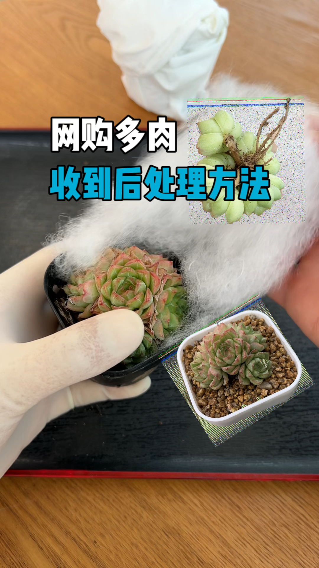 网购的多肉收到后如何栽种