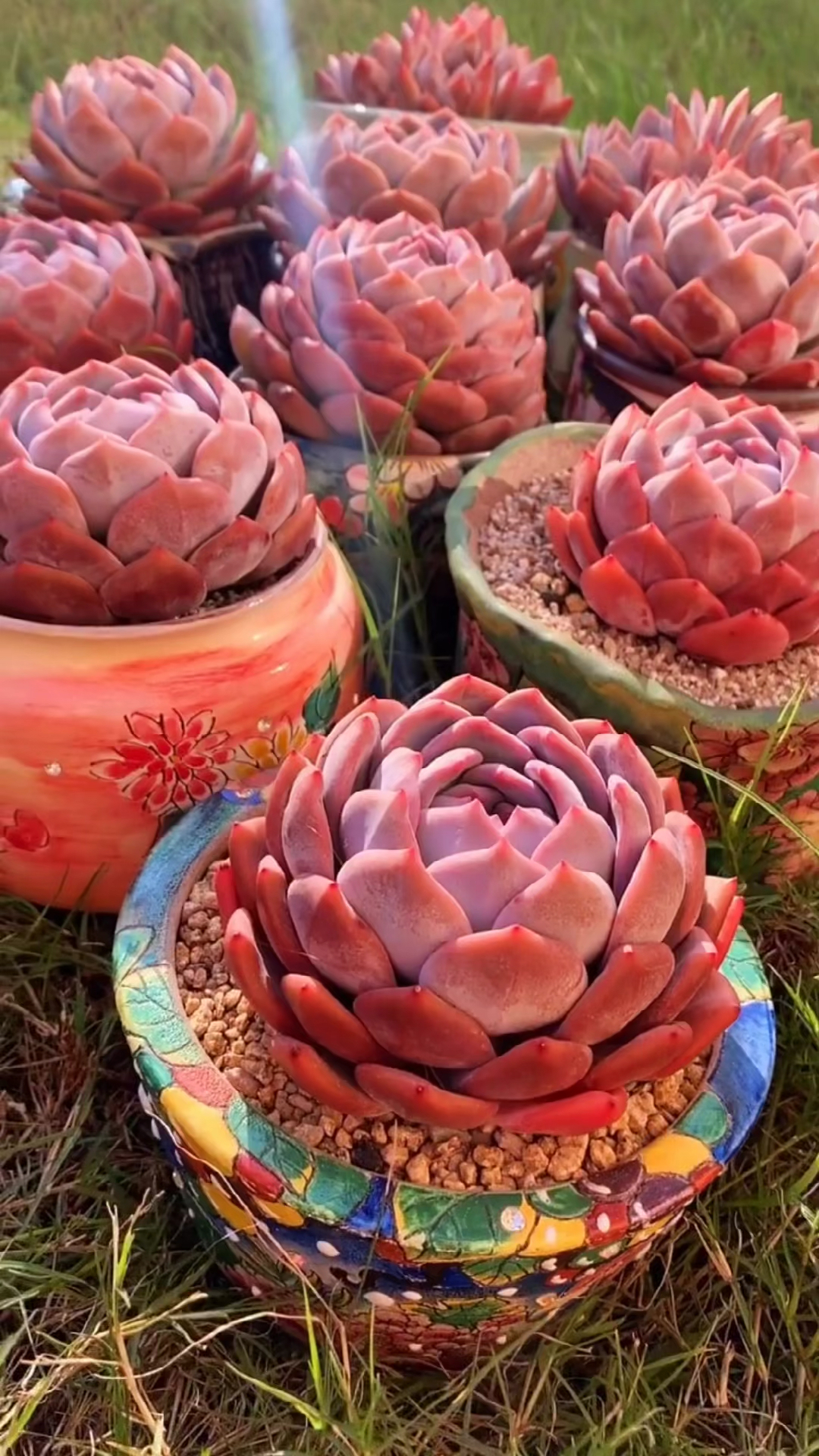 阳光下的大橙子,你看到那束光了吗?