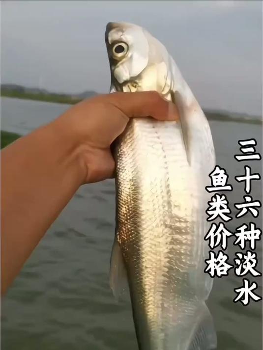科普分享36种常见淡水鱼类，这些美味你尝过几种？ #科普 #鱼