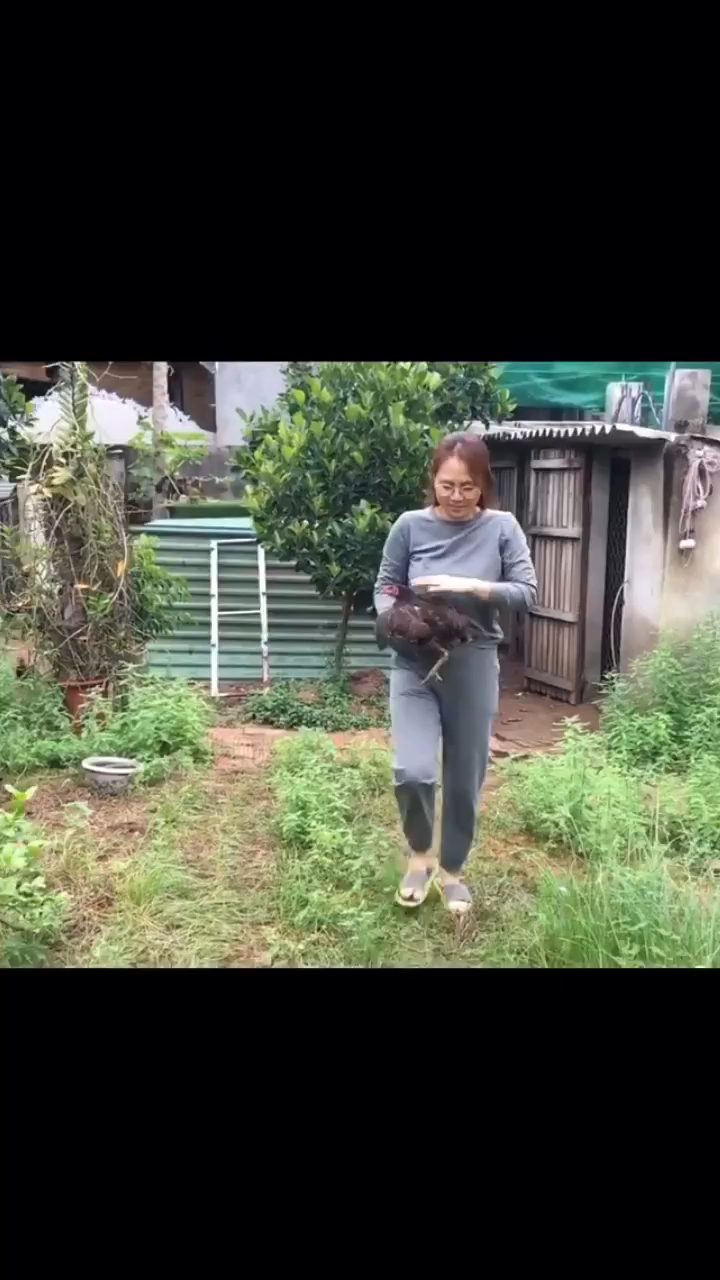 斗鸡平时训练的14种方法