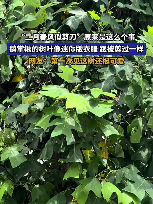 “二月春风似剪刀”原来是这么个事,鹅掌楸的树叶像迷你版衣服