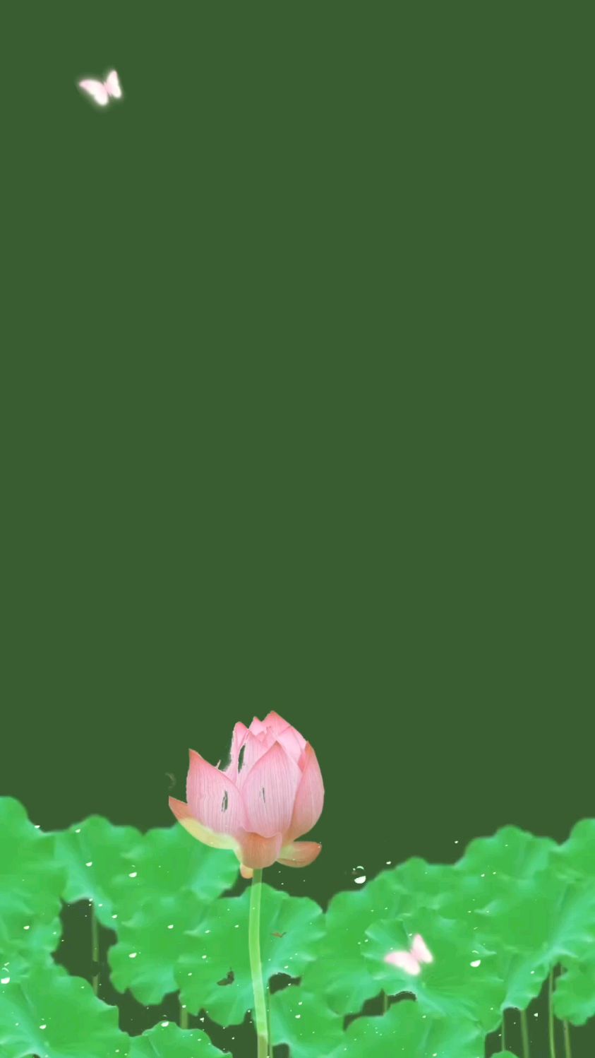 描写荷花与荷叶的美句