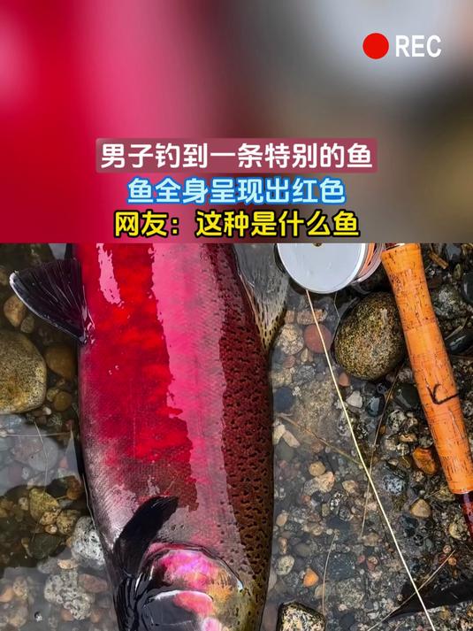 男子钓到一条特别的鱼,鱼全身呈现出红色,网友:这种是什么鱼