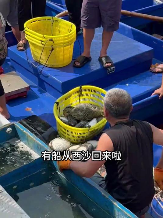 西沙渔船到港，给大家看看在西沙都能捕到哪些海鱼！大家算算视频里一共出现了几种鱼～#海鲜# 