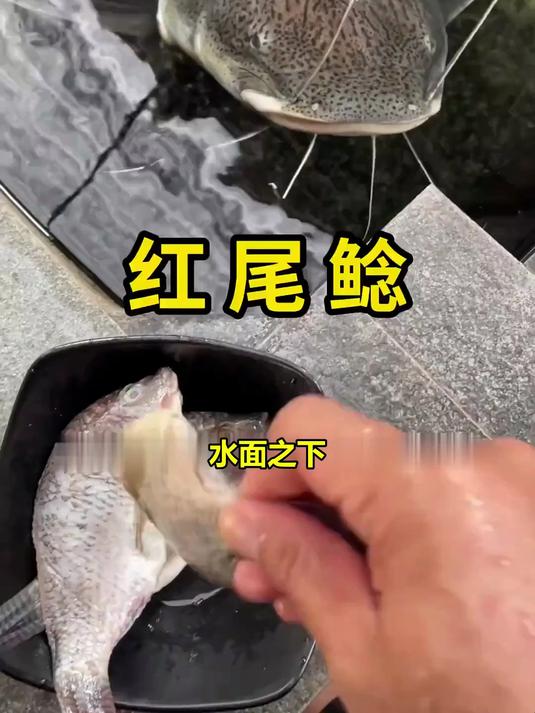 惊！亚马逊红尾鲶一口吞下整条鱼，这才是真正的水底霸主！