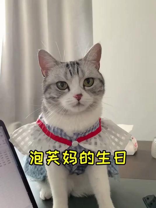 双向奔赴的陪伴！泡芙陪我过第三个生日，吹蜡烛仪式感拉满