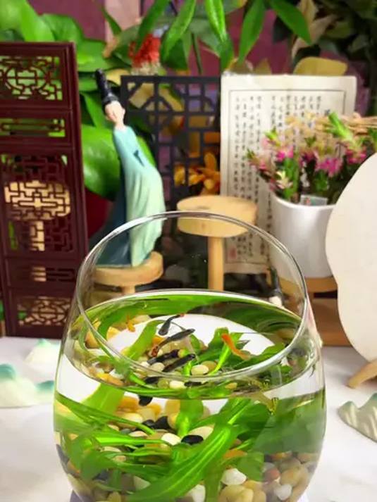 鱼缸花盆水培,造景就用溪流石,净化水质超棒!