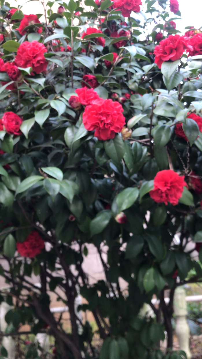 你知道粉玉兰花寓意着什么吗? 小区里种满了茶花和玉兰花,现在它们都竞相绽放,各争春色。粉色