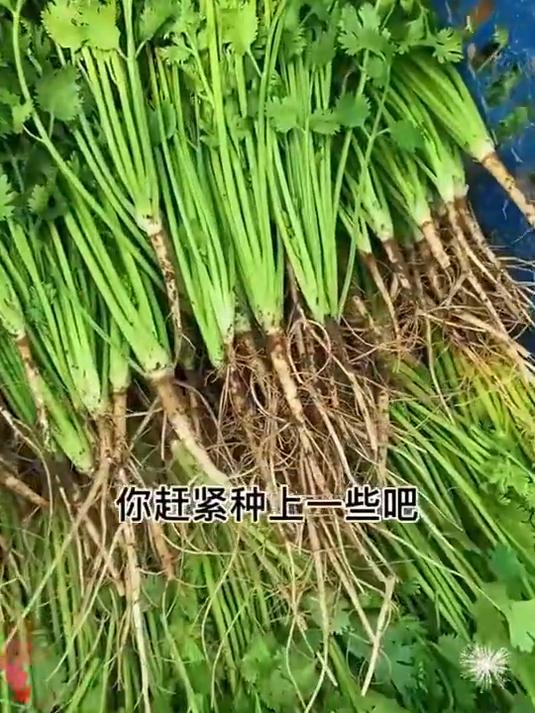 厨房缺香菜?自己种!大叶品种耐养好活,掐一茬长一茬