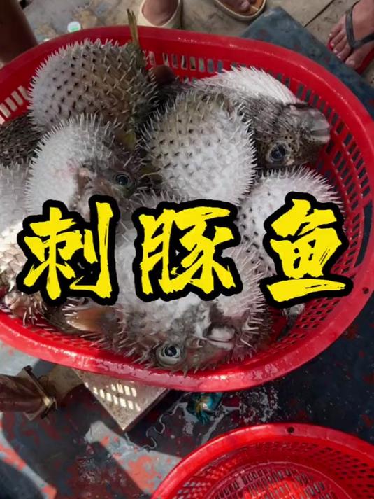 它是刺猬老表，河豚亲戚