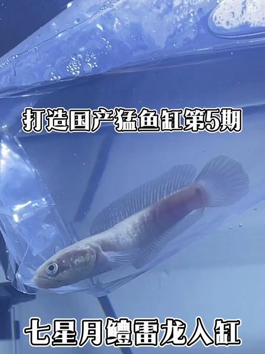 国产猛鱼缸里怎么能没有一条国产雷龙呢？