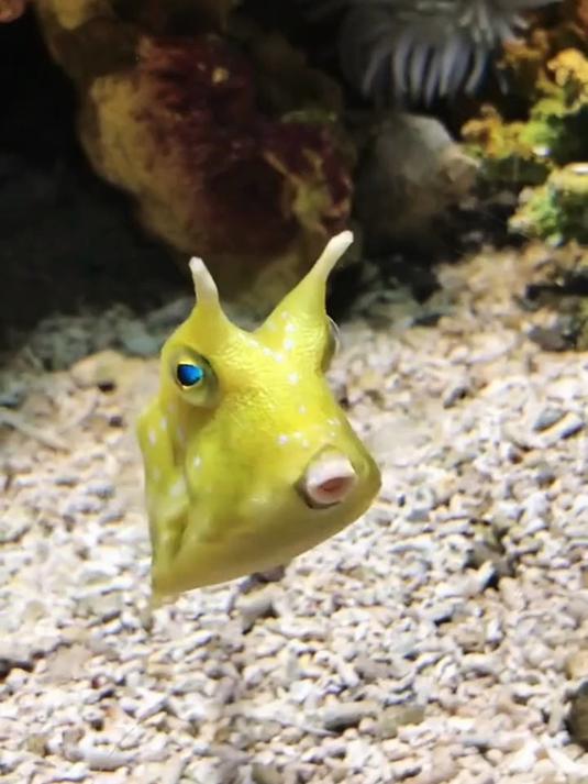 这是一种只要你呼唤就会向你游过来的鱼