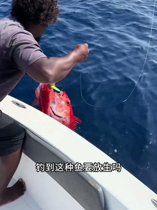 钓到这些鱼是否应该放生?了解常见鱼种的保护规定与生态影响 #海钓 #钓鱼
