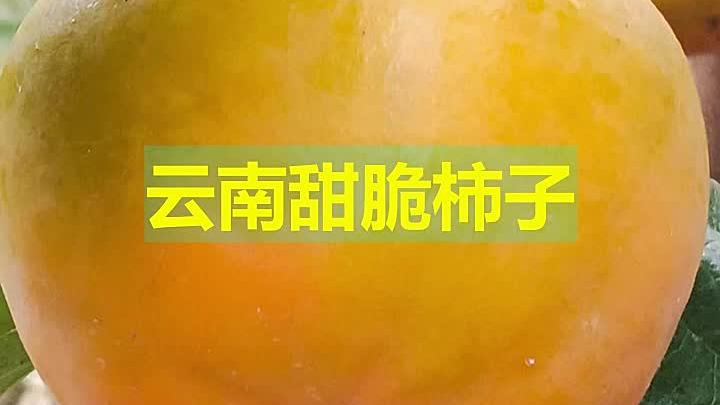 云南甜脆柿子 云南果树苗 甜脆柿子苗 新品种果苗大全