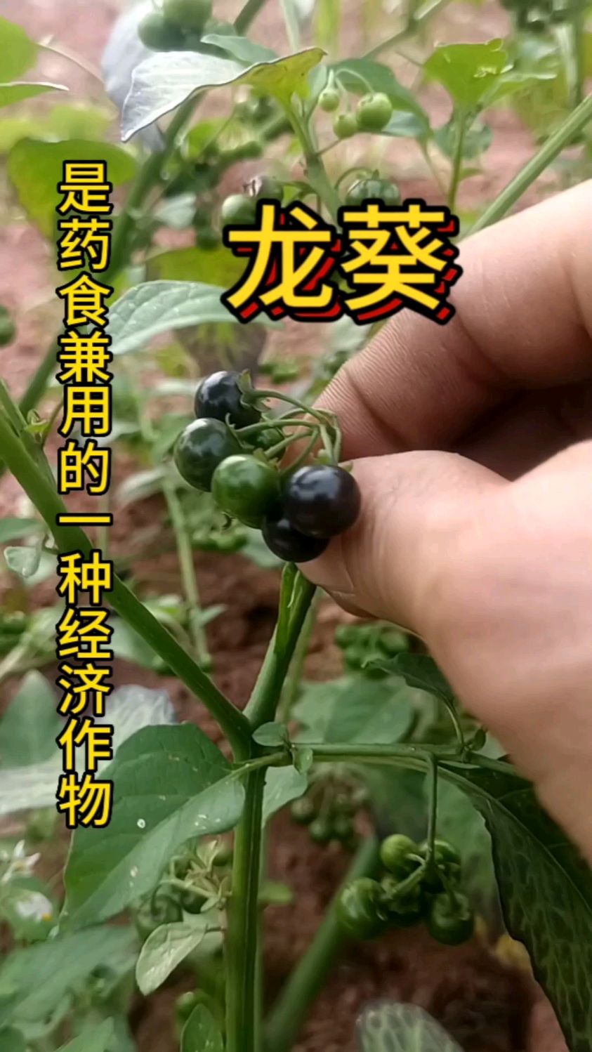 野生龙葵营养丰富,还可以入药,功能挺强大,不知你吃过没有