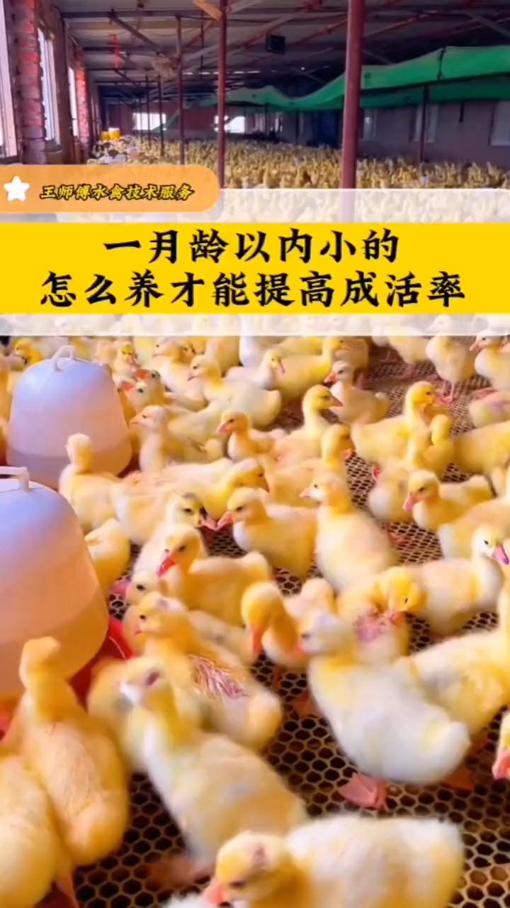 一月龄的小鹅怎么养才能提高成活率