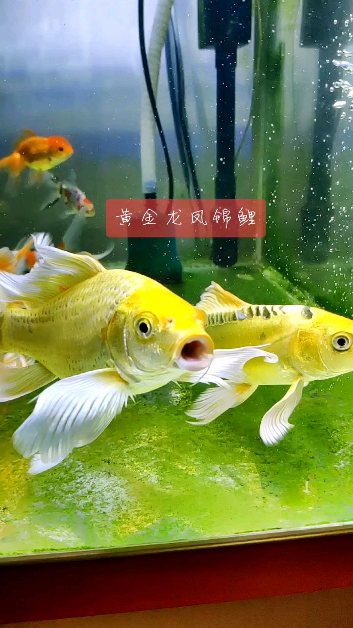 大七鳍的黄金龙凤锦鲤，大尾巴华丽丽的转身瞬间，慢动作！好漂亮！