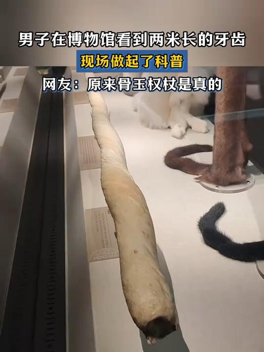 男子在博物馆看到两米长的牙齿,现场做起了科普,是鲸鱼的牙齿