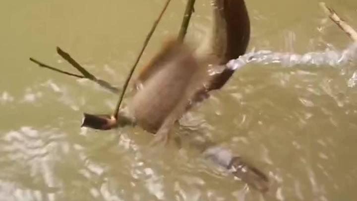 客家河鲜猪麻锯7日1