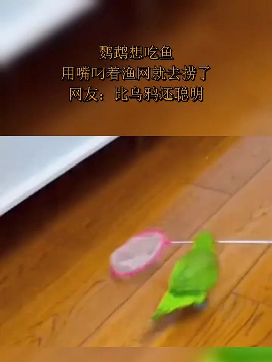 鹦鹉想吃鱼,用嘴叼着渔网就去捞了,网友:比乌鸦还聪明
