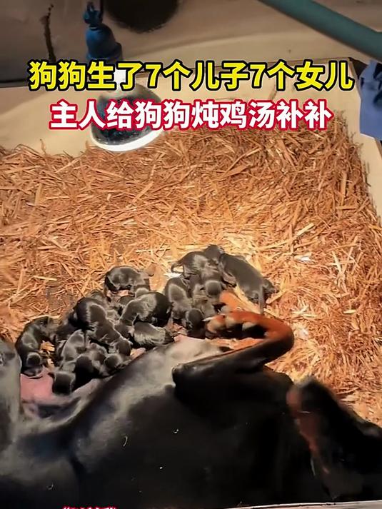 狗狗生了7个儿子7个女儿,主人给狗狗炖鸡汤补补