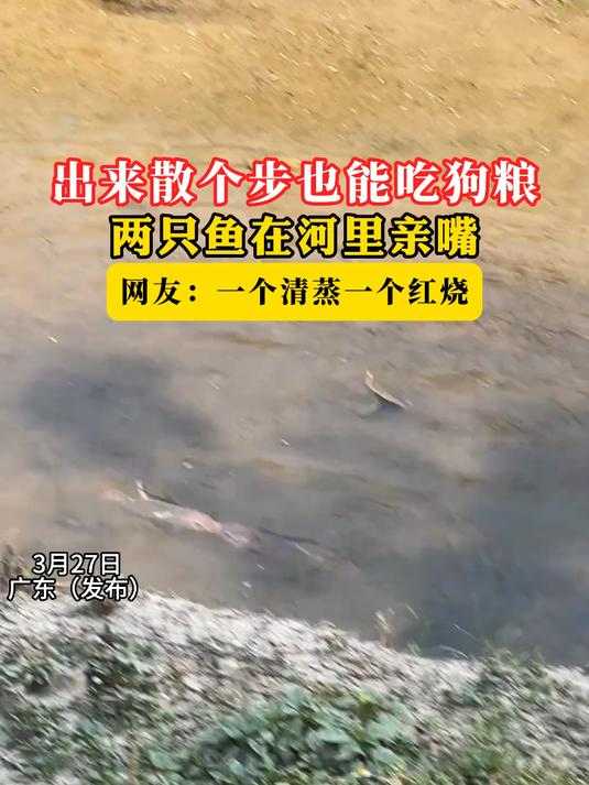 出来散个步也能吃狗粮,两只鱼在河里亲嘴,一个清蒸一个红烧