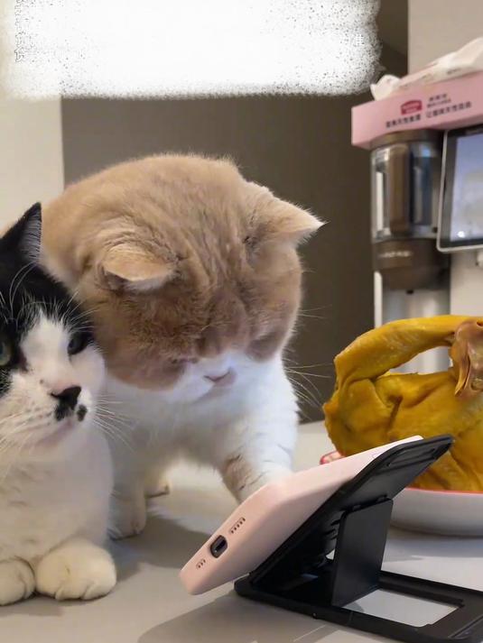 当我把鸡杀了 我家猫竟然是这种反应