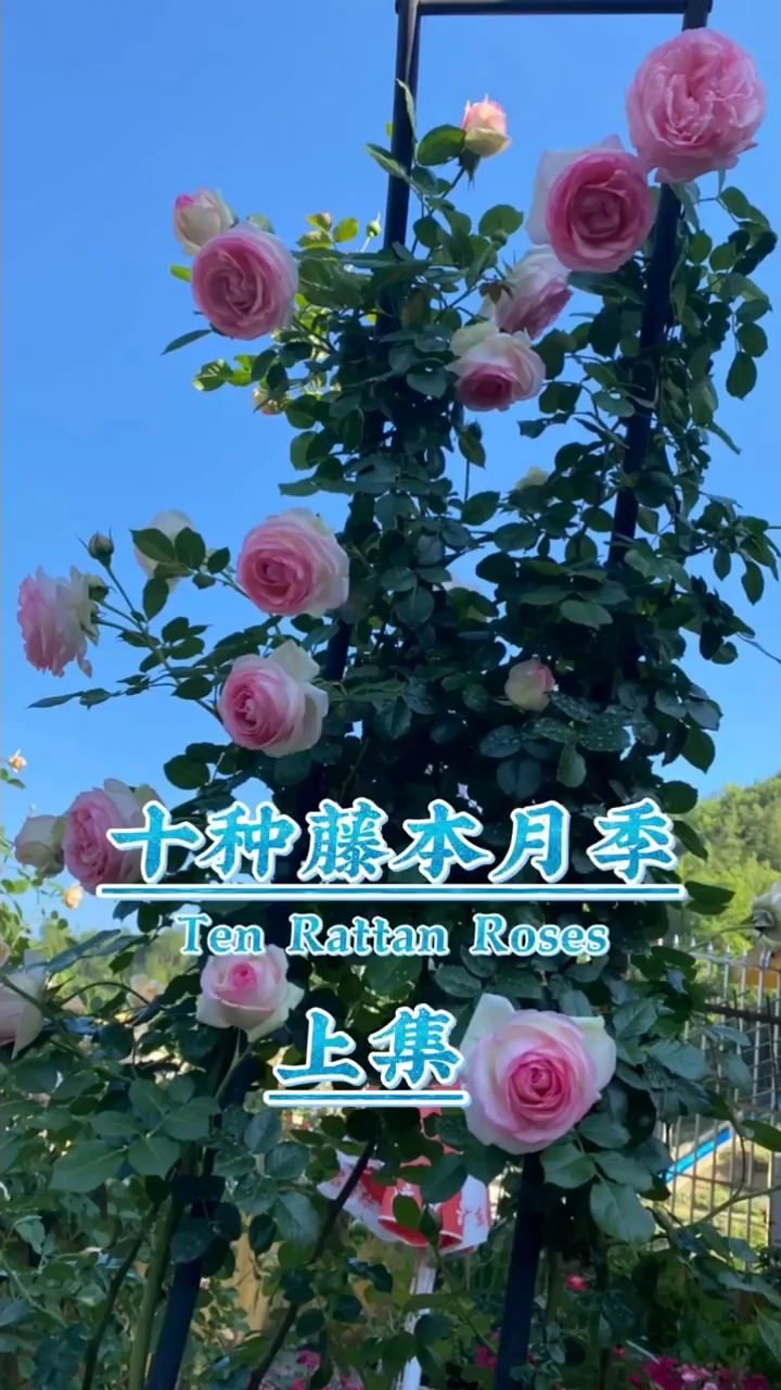 藤本月季,欧月,粉龙,夏洛特夫人,花墙,拱门,庭院月季