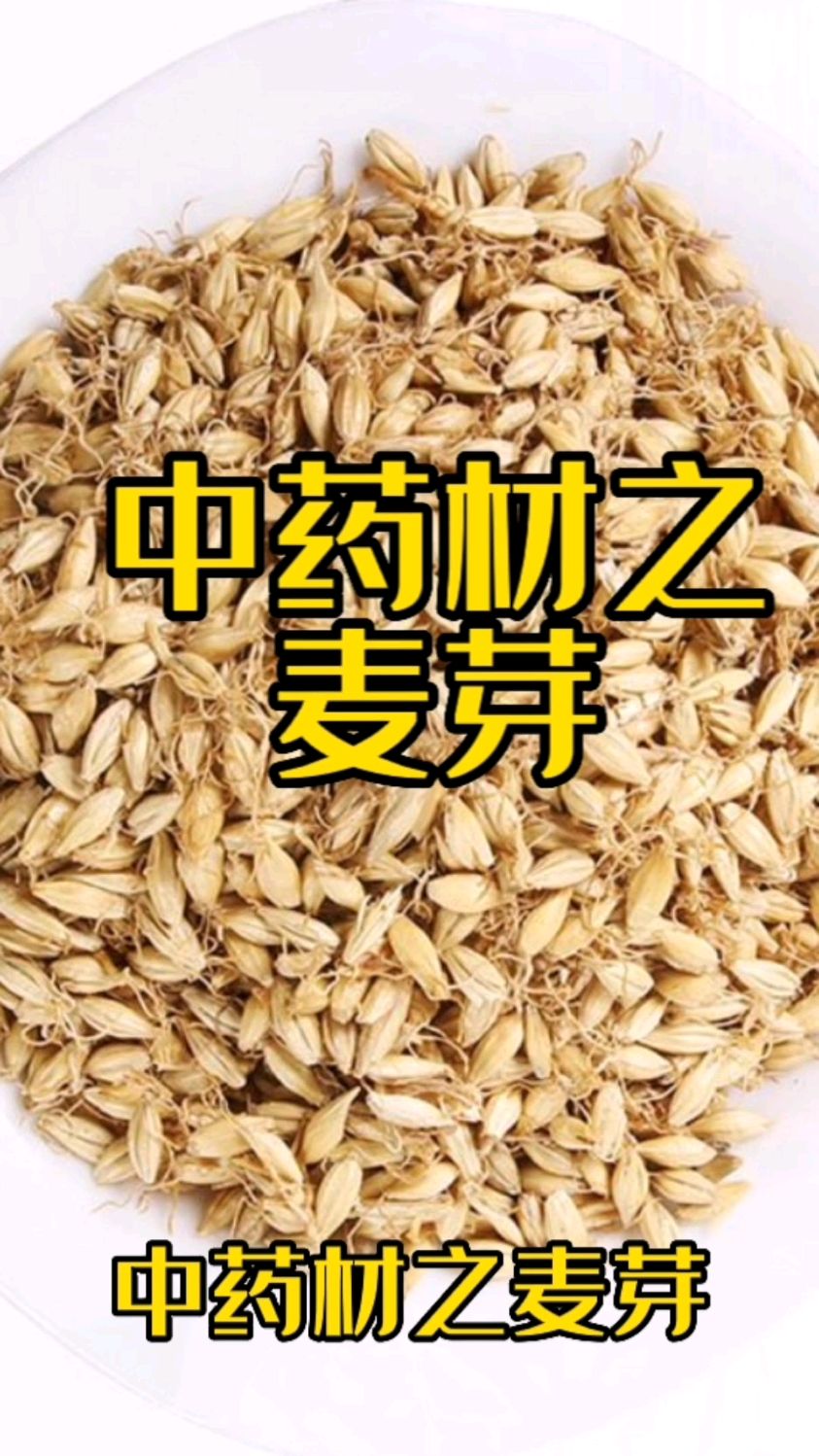中药材之麦芽