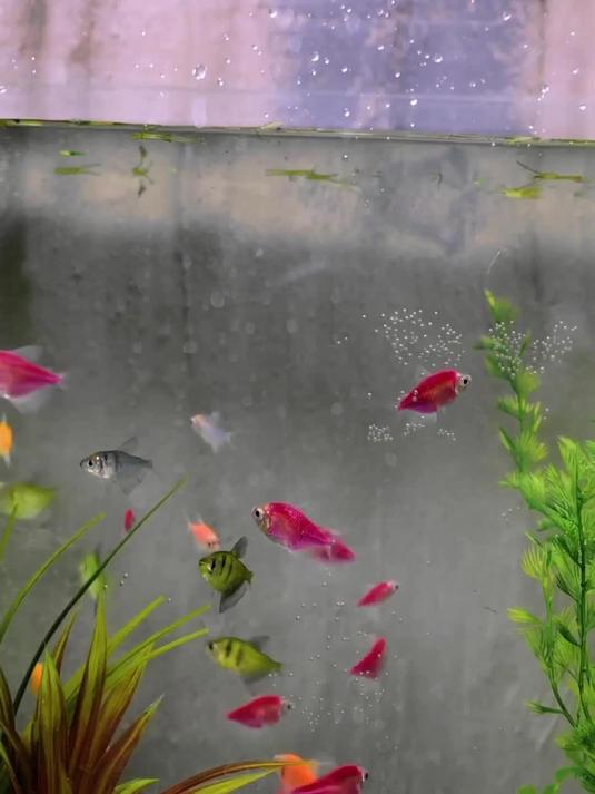 废旧轮胎 + 水泥浴巾 + 半圆玻璃 创意鱼缸 DIY