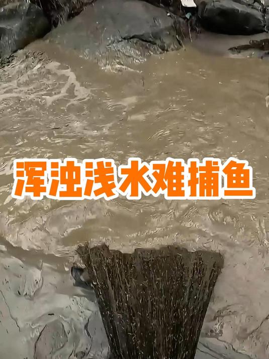 20 厘米浅水惊奇捕鱼法,渔民快速撒网捕获几条小鱼全过程