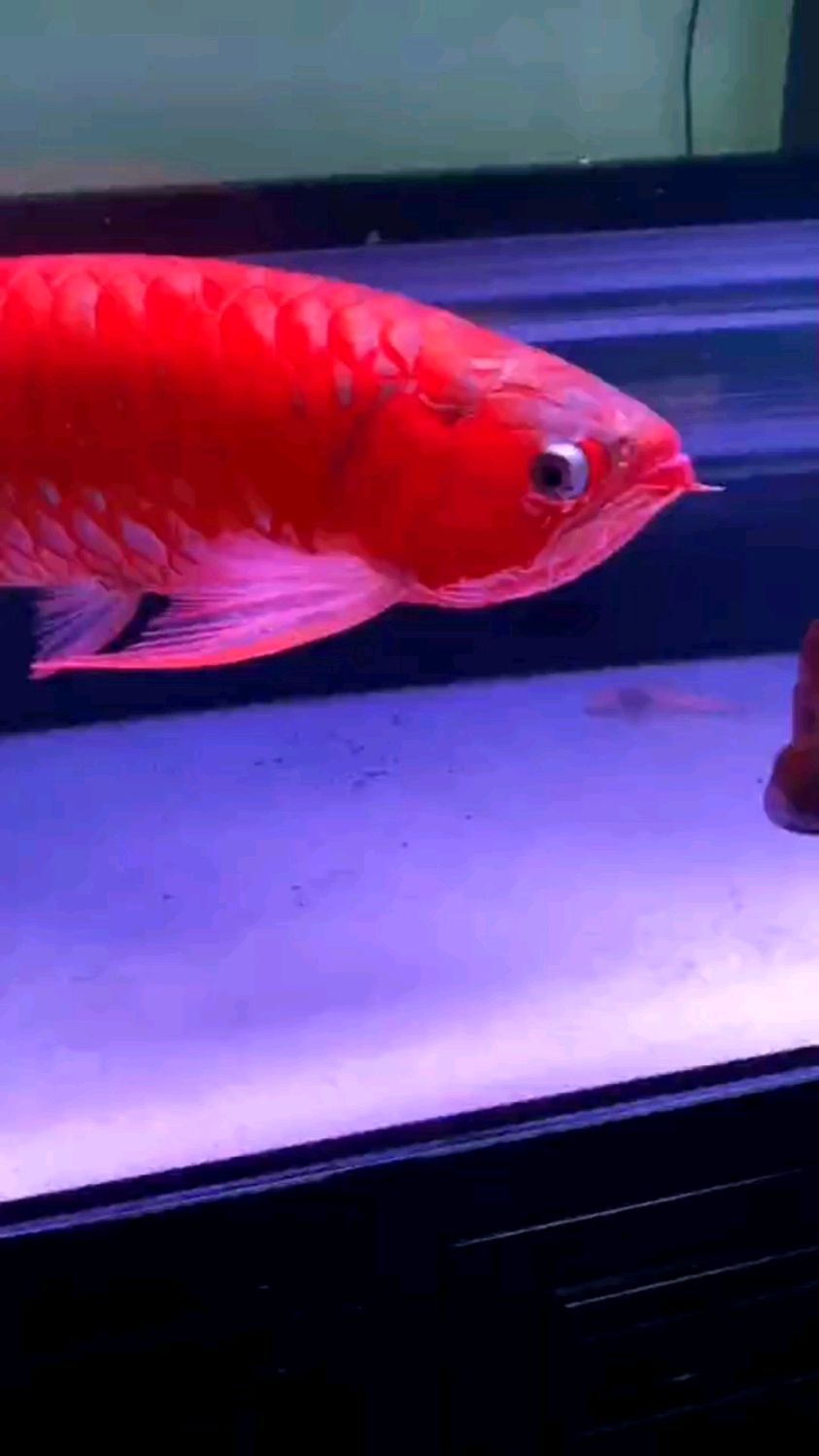 红龙鱼,红红火火