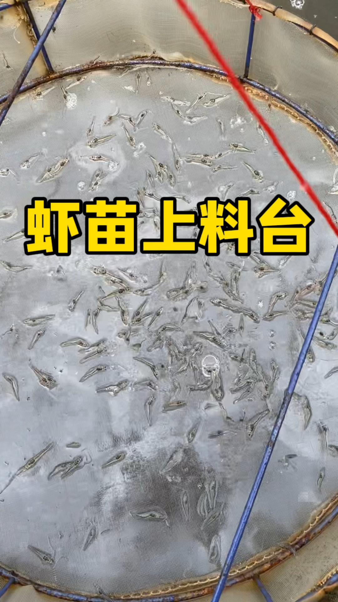 南美白对虾虾苗,肠道清晰,品质优良,这就是调水的回馈