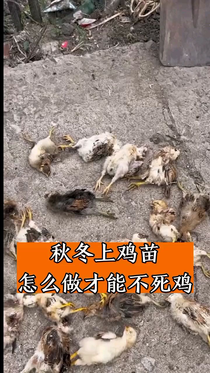 秋冬上鸡苗怎么做不死鸡
