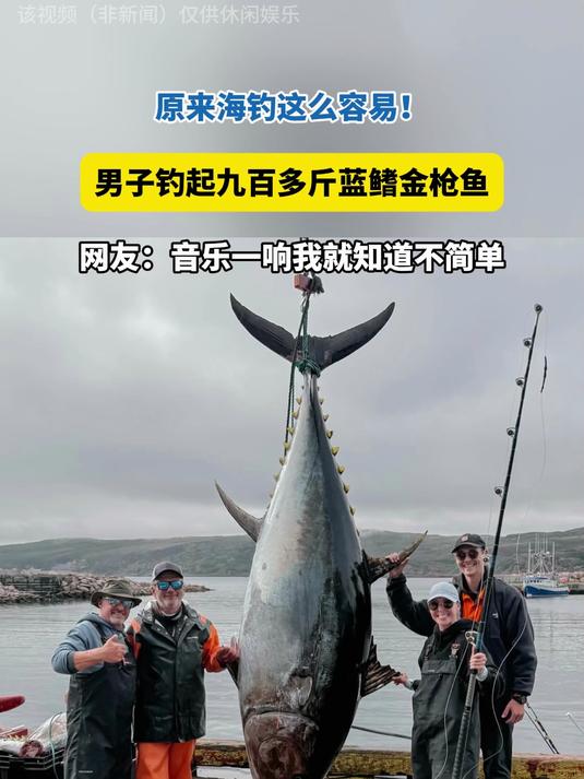 男子钓起九百多斤蓝鳍金枪鱼，网友：音乐一响我就知道不简单！