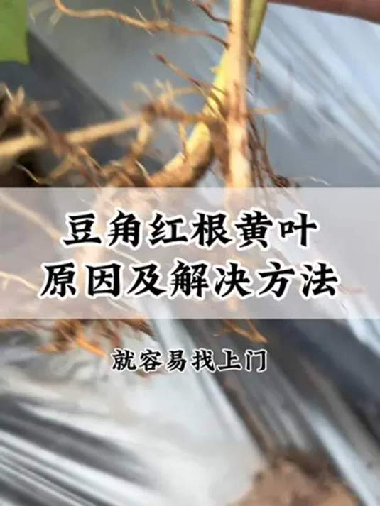 豆角红根黄叶咋回事?咋解决?林小根套餐来助力