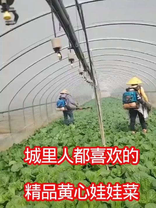 这样的精品黄心娃娃菜你们喜欢吗