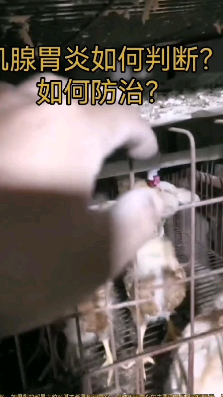 蛋鸡肌腺胃炎的识别与防治