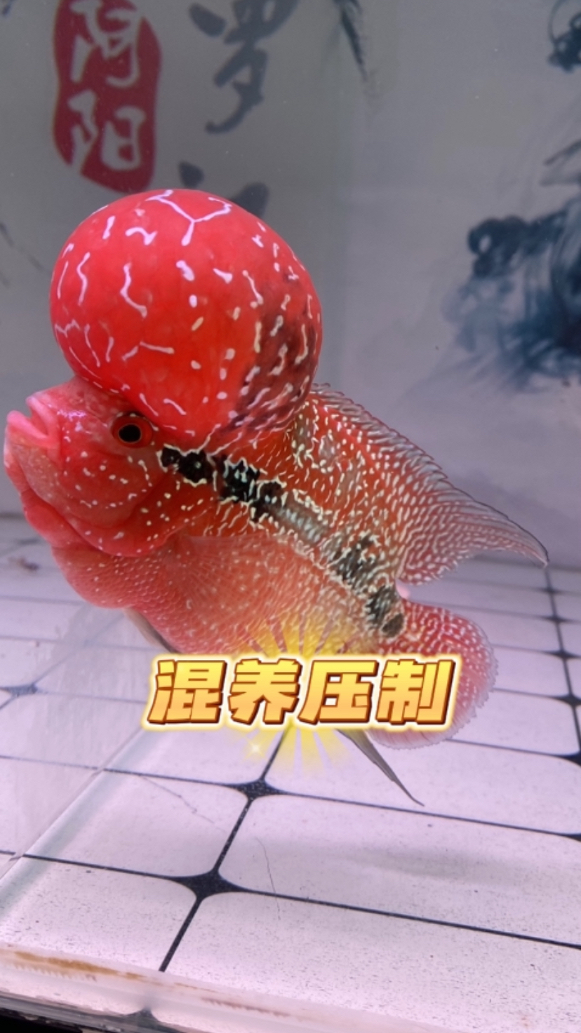 罗汉鱼混养压制问题