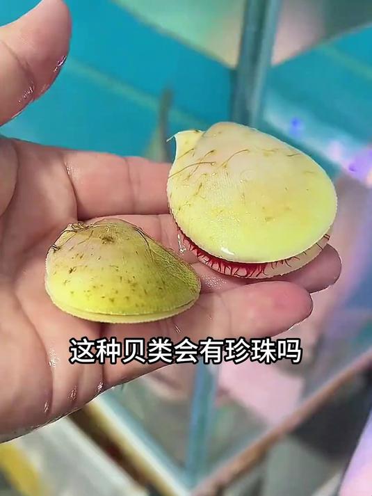 分享14种贝类以及它们的珍珠_户外赶海抓海鲜 _贝类 _珍珠