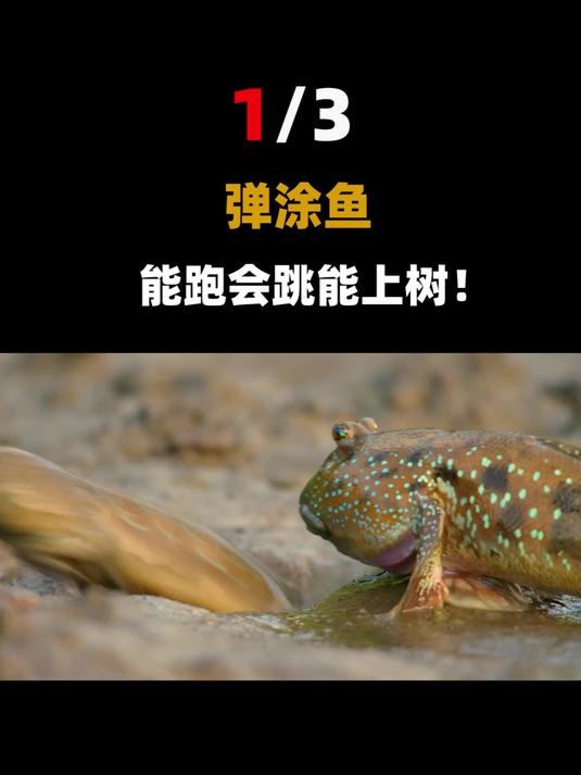 世界上最适应两栖生活的鱼,不仅会爬树攀岩,还会挖壕沟造碉堡