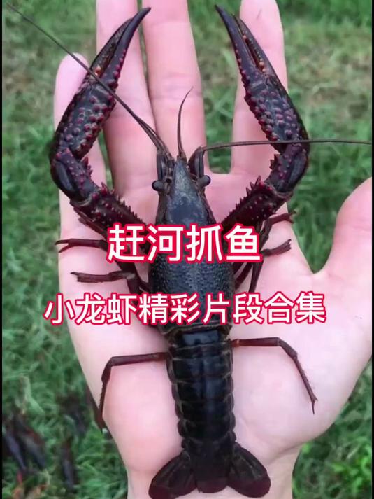 夜晚小河抓鱼之小龙虾精彩片段合集,可以凑一锅了